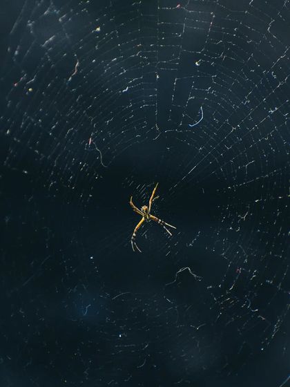 Lalith - Wildlife & Nature Photography The Little Worlds: Reptiles, Insects & Macro photo 11