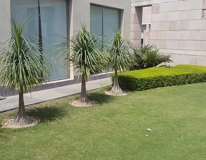 A finished lawn using high-quality carpet grass. This project features Ponytail Palms and a neatly trimmed hedge, all set against the backdrop of a perfect green lawn.