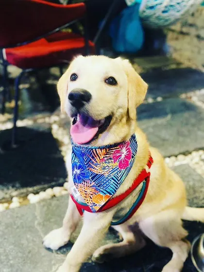 Another shot of this adorable Lab puppy, Tiger, sitting proudly for a photo.