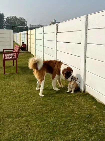 Big dogs, small dogs, we love them all. It's amazing to see how a gentle giant like a Saint Bernard and a little Lhasa Apso can become the best of buddies here.