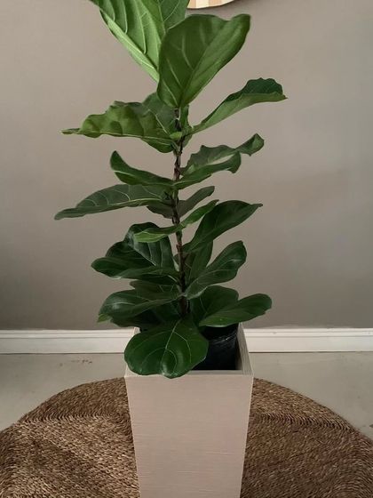 Another styling option for the Fiddle Leaf Fig. The square planter gives it a more contemporary feel. I help clients choose pots that match their interior design.