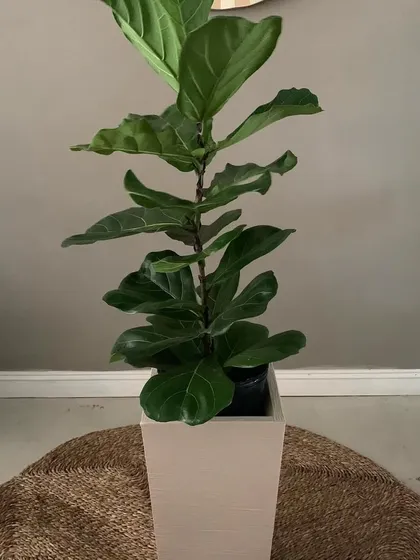 A tall, elegant Fiddle Leaf Fig in a square planter. I can help you source and pot these popular plants to match your home's decor perfectly.