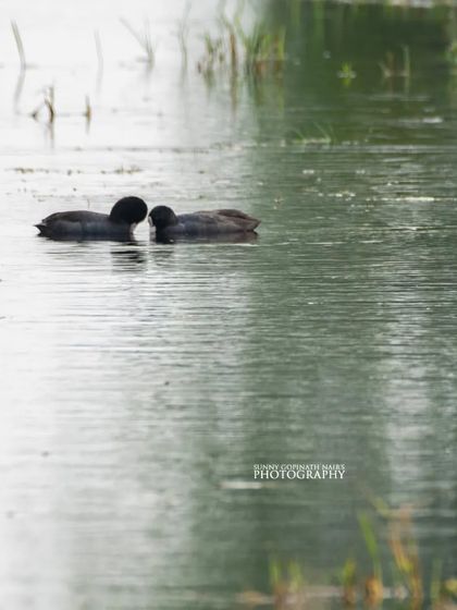 Birds of Prey & Waterways photo 14