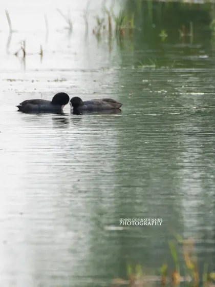 A tender moment between a pair of Eurasian Coots as they touch beaks while floating on the water. This behavior is part of their courtship ritual.