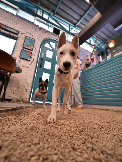 This little one is ready for their close-up! A curious pup explores our gravel and stone flooring, a texture that dogs love.