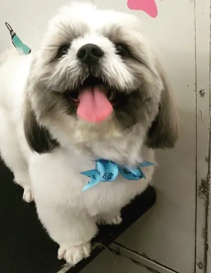 That tongue-out, happy-go-lucky look says it all! This fluffy friend is feeling light and fresh after its full-service grooming.