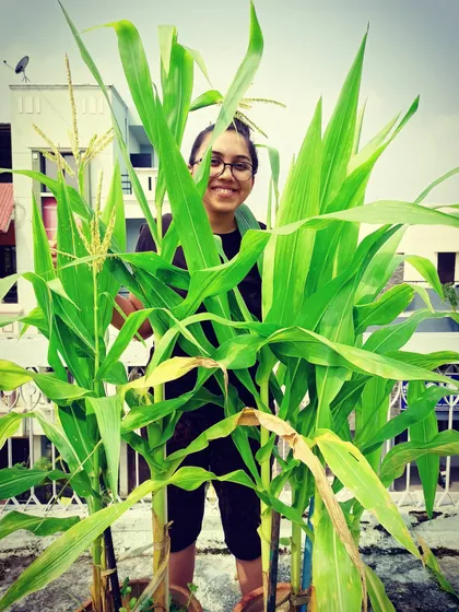 Who knew you could grow corn in a pot on a terrace? I was so excited when my corn plants grew taller than me. It was an experiment that gave me the sweetest surprise.