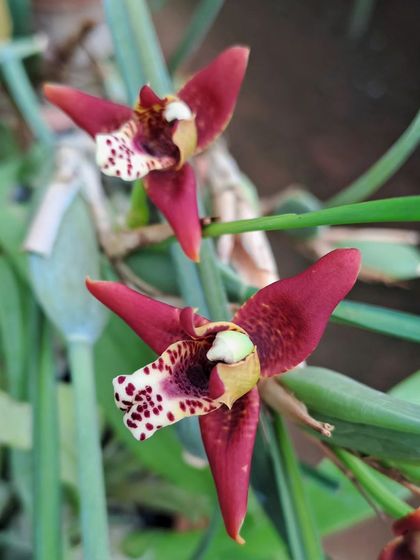 Can you guess this orchid? With its dotted sepal and coconut-like fragrance, the Maxillaria tenuifolia is a unique and fascinating flower, now blooming at our farm.