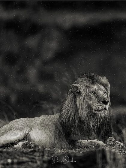 A king in a forest rain. The rain adds a layer of mood and atmosphere to this scene, creating a dramatic and soulful portrait of a lion at peace in his element.