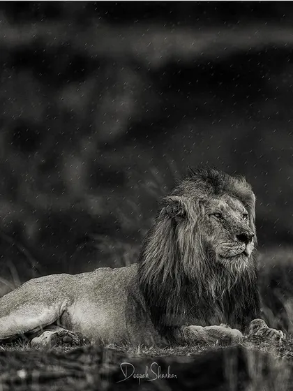 These images further explore the lives of Africa's big cats, from quiet portraits and family interactions to the drama of the hunt. Each one is a piece of the larger narrative we build on safari.