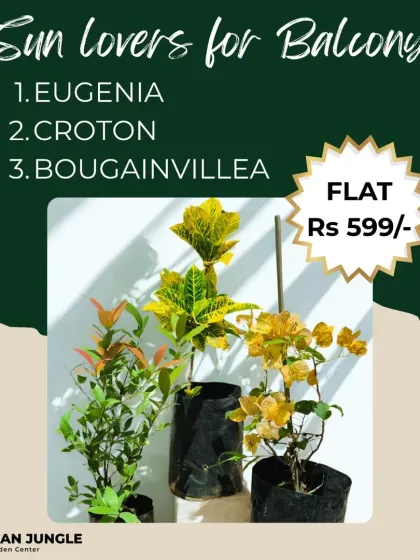 Our 'Sun Lovers for Balcony' combo is perfect for a sunny spot. It includes Eugenia, Croton, and Bougainvillea, three plants that thrive in direct sunlight and provide a mix of green foliage and bright flowers.