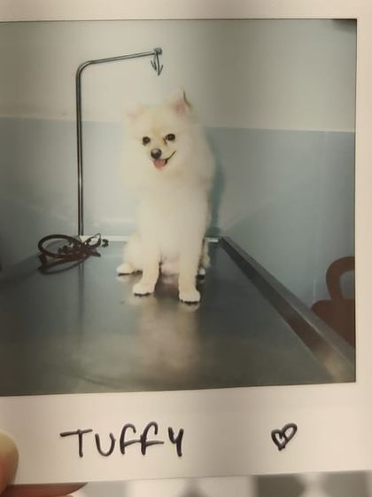 Zigly - Professional Pet Grooming & Spa Community Events & Fun Moments photo 6