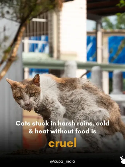 Cupa - Spay/Neuter & Animal Birth Control The Reality of the Streets photo 4