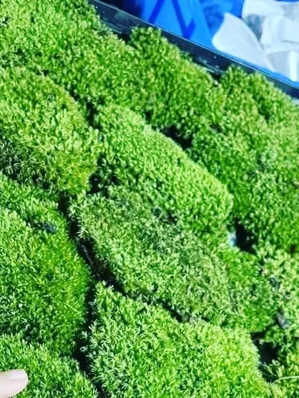 Trays of live moss ready for our customers. We cultivate and supply fresh, vibrant moss for all your gardening and decor needs.