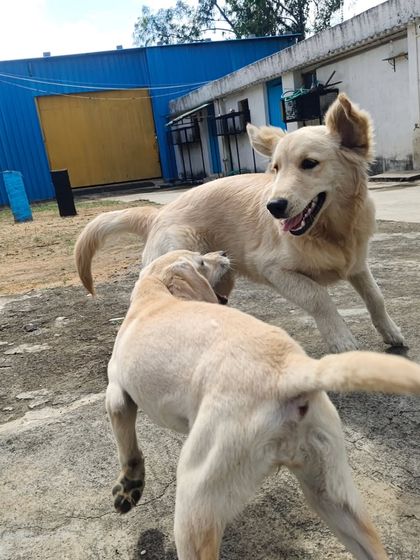 They can go on like this for hours. We make sure they have plenty of water to stay hydrated.