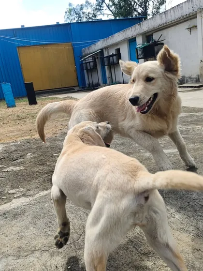 They can go on like this for hours. We make sure they have plenty of water to stay hydrated.