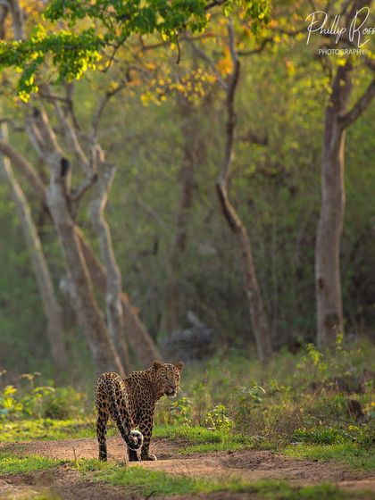 A big male leopard in Bandipur, photographed in beautiful evening light. The soft background helps the subject stand out, a technique we practice on my tours.