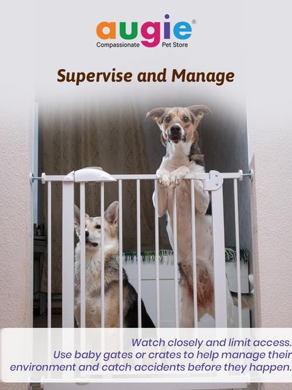 Augie Pets - Pet Supplies Health, Wellness & Pet Care Tips photo 4