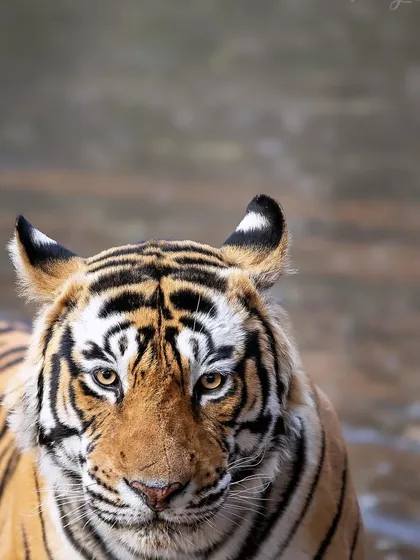 A head-on portrait of T120 Ganesh. It's rare to get such direct eye contact from him, a moment achieved through expert tracking by our guide and quiet patience.