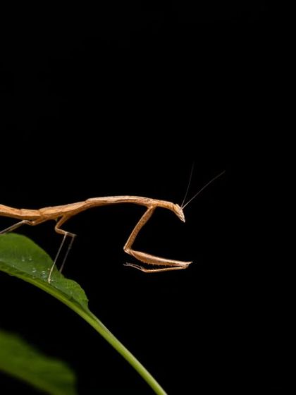 A closer look at the rare 'Toxomantis westwoodi' mantis. Its slender body and unique shape make it a fascinating subject for macro photography.