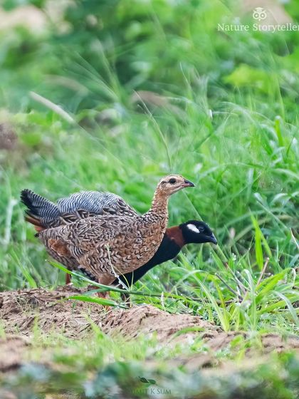 The pair moves through the lush green grass, their bond evident in their proximity.