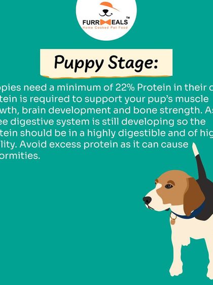 How much protein does your dog need? This guide explains the different protein requirements for puppies, adults, and senior dogs, helping you understand how to feed them correctly at every life stage.
