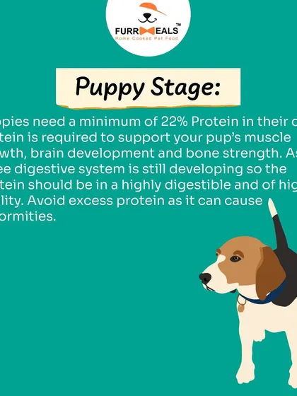 This extensive library of educational content covers everything a pet parent needs to know, from the benefits of turmeric and moringa to tips for hydration, sleep, dental health, and raising a new puppy.