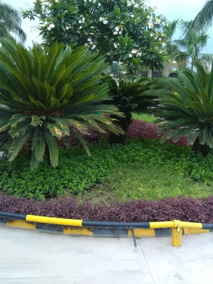 A garden bed featuring sago palms and a mix of green and purple groundcover. This type of planting adds a tropical and texturally rich element to any landscape design.