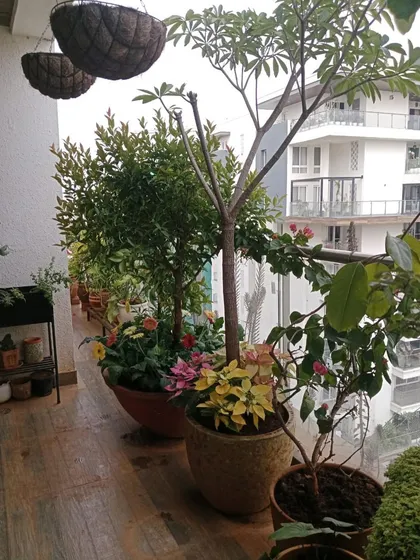 A lush balcony filled with a variety of flowering plants and trees in large pots, creating a dense, garden-like feel.