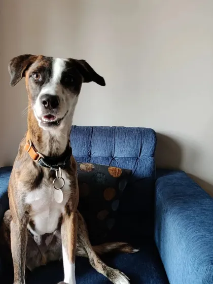 Just look at that happy smile! This is Coffee, a handsome boy who is completely at ease in his home. My in-home pet sitting service ensures your dog can relax in their familiar environment, which is key to reducing separation anxiety and stress.