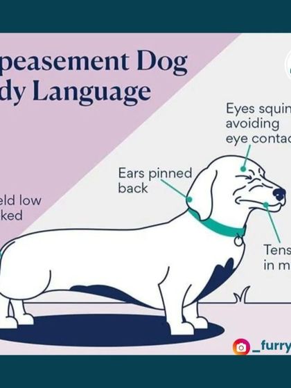 It's also important to recognize appeasement or stress signals. Signs like tucked tails, pinned ears, and avoiding eye contact mean your dog is feeling uncomfortable.