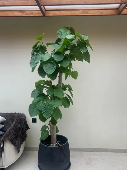 The Ficus Umbellata is all about understated elegance. Its large, heart-shaped leaves and tall, slender form make it a perfect focal point for a minimalist interior, adding life without overwhelming the space.