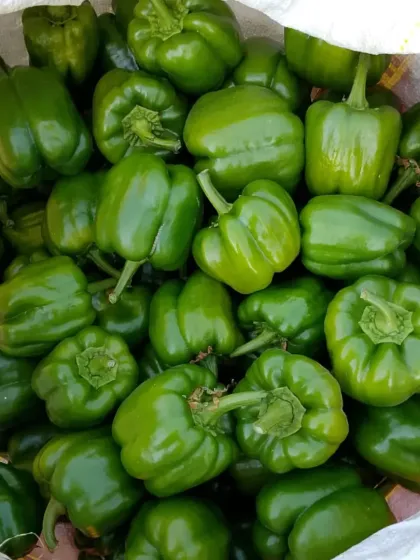 A bag full of freshly harvested green bell peppers, showcasing the impressive yield from one of our farms.