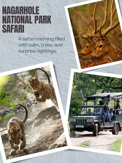 A safari in Nagarhole National Park is a must-do when you're near Mysore. We arrange for morning safaris where you can spot tigers, deer, and more.