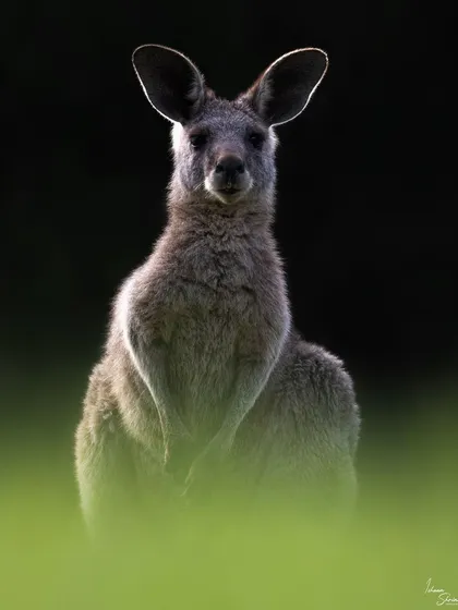 I captured this Eastern Grey Kangaroo at Lysterfield Park in Melbourne as the sun was setting. By positioning myself against the dying light, I was able to create this powerful rim-lit portrait, highlighting its form against the dark background and lush green grass.