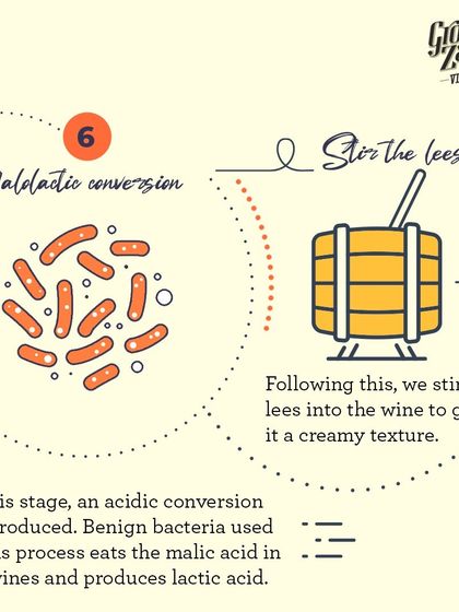 For some white wines, we introduce malolactic conversion to create a creamier texture. We may also stir the lees (spent yeast) into the wine to further enhance its body and complexity.