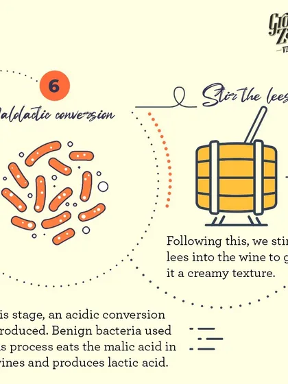 For some white wines, we introduce malolactic conversion to create a creamier texture. We may also stir the lees (spent yeast) into the wine to further enhance its body and complexity.