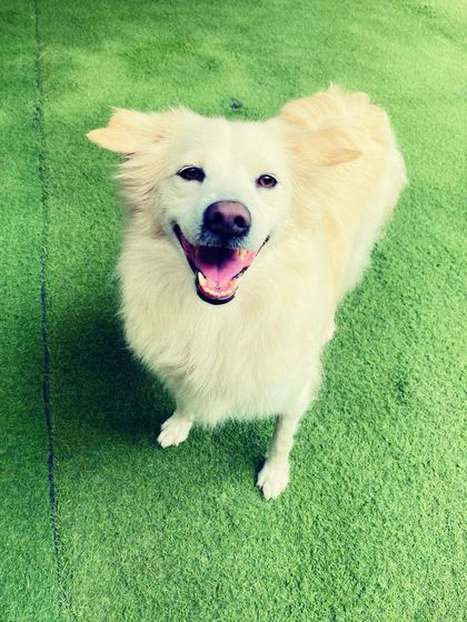 Becky's Bow Wow House - Dog Boarding (Overnight & Long-Term) Pawsitive Vibes: Our Happy Guests photo 6