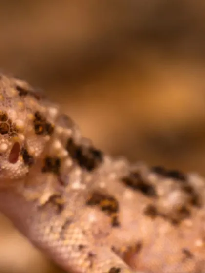 Another close-up of the gecko, this time with its eye half-cleaned, showing the tongue in motion.