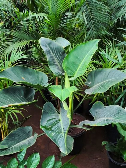 Rare & Collector's Plants photo 18