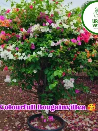 Plants for Home, Garden & Landscaping