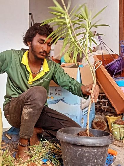 A close-up of our gardener carefully potting a young plant. We handle each plant with care, ensuring the roots are secure and it's properly positioned for a healthy start in its new home.