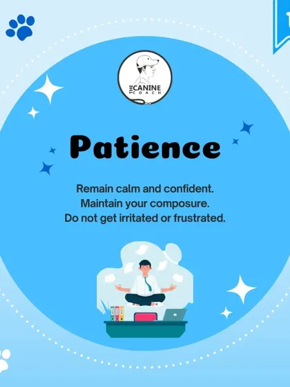 The first pillar is Patience. You cannot get angry or frustrated. When you lose your calm, you become a bad teacher, and your dog won't want to learn from you.
