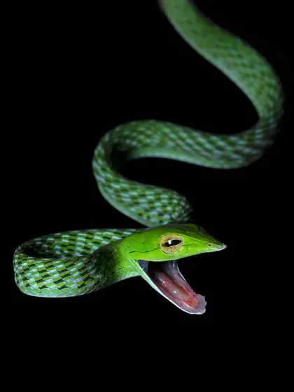 A Green Vine Snake displays a defensive threat posture, its mouth wide open. This dramatic, low-key shot highlights the beauty and danger of the reptile world.