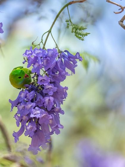 A tiny Vernal Hanging Parrot hangs upside down to feed on purple Jacaranda flowers at the K Gudi wilderness camp.