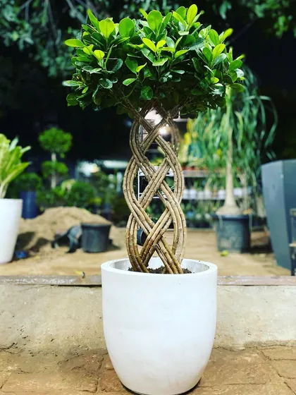 This is a Ficus bonsai with a beautifully braided trunk, potted in a modern white ceramic planter. It's a popular choice for a sophisticated and lasting gift.