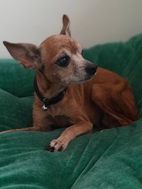 Special Needs Pet Care