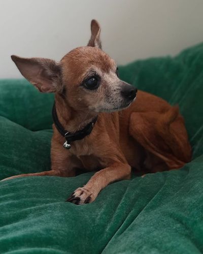 Special Needs Pet Care