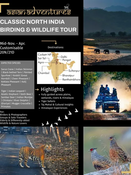 An infographic detailing our Classic North India Birding & Wildlife Tour, which includes premier tiger destinations like Corbett and Ranthambore. This tour is one of our most popular, offering a blend of big cats, rare birds, and culture.