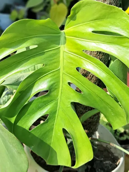 A perfect, healthy leaf of a Monstera Deliciosa with its characteristic splits, known as fenestrations. This plant is climbing up a moss stick.